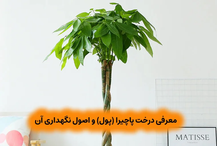 معرفی درخت پاچیرا (پول) و اصول نگهداری آن