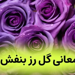 معنی گل رز بنفش