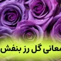 معنی گل رز بنفش