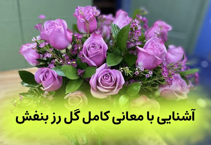 معنی گل رز بنفش 1