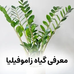 معرفی گیاه زاموفیلیا