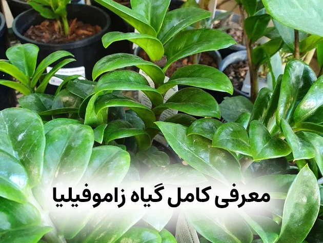 معرفی گیاه زاموفیلیا 11