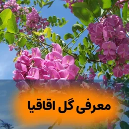 معرفی گل اقاقیا