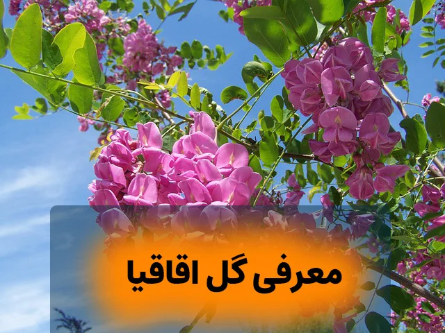 معرفی گل اقاقیا