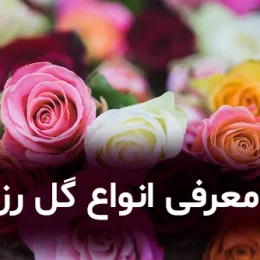 معرفی انواع گل رز
