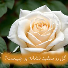 گل رز سفید نشانه ی چیست؟ 1