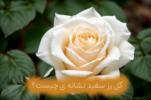 گل رز سفید نشانه ی چیست؟
