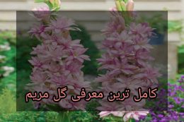معرفی گل مریم