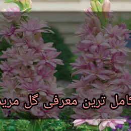 معرفی گل مریم