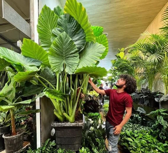 گیاه بابا آدم در بازار گل محلاتی