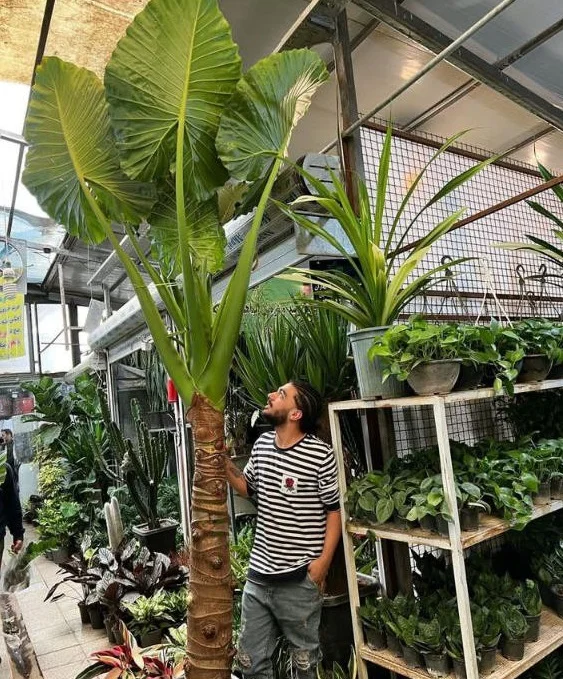 خرید گیاه بابا آدم در بازار گل محلاتی