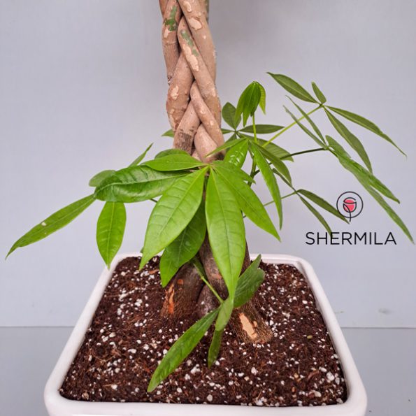 pachira plant 2