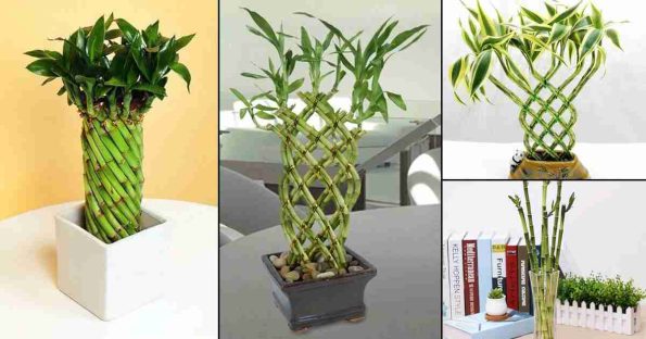 گیاه بامبو در گلدان های مختلف