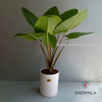 گیاه بابا آدم