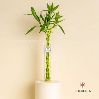 گلدان شیشه ای گیاه لاکی بامبو
