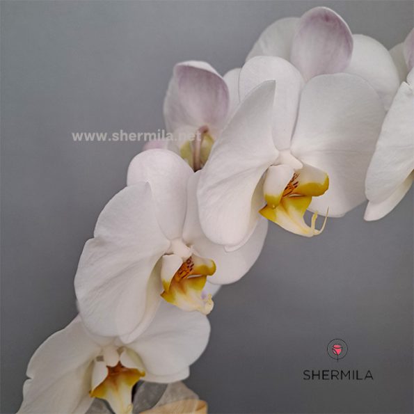 orkideh-2goldan
