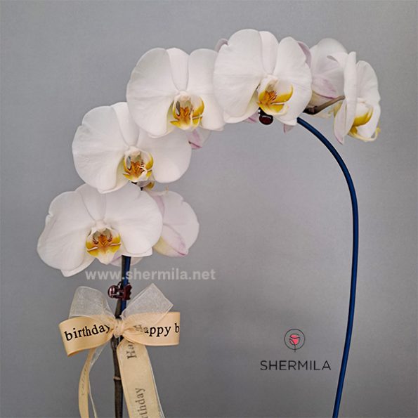 orkideh-3goldan