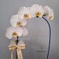 orkideh-1goldan