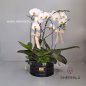 orkideh-3taei-1