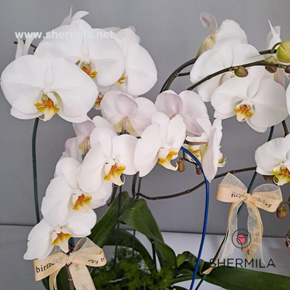 orkideh-3taei-2