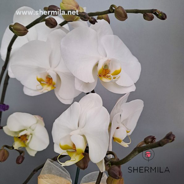 orkideh-3taei-3