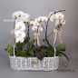 orkideh-flower-box-1