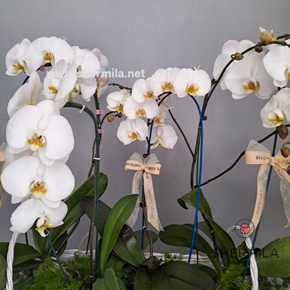 orkideh-flower-box-2
