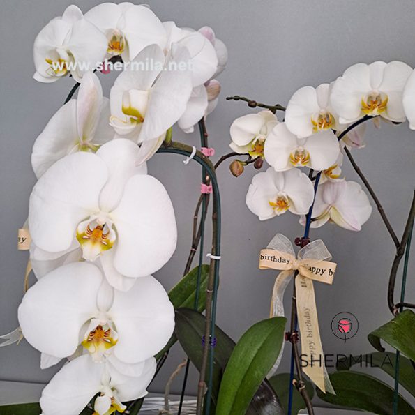 orkideh-flower-box-3