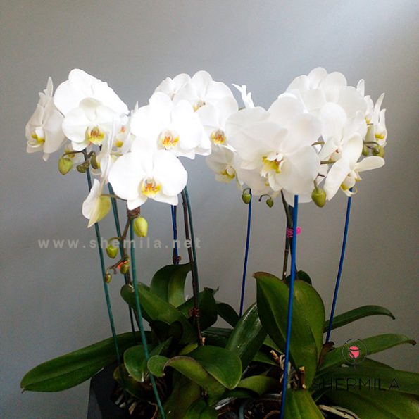 orchide-goldan-2