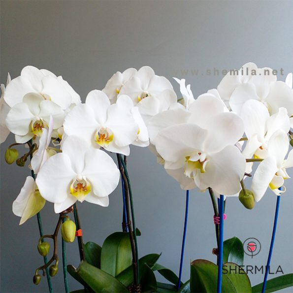 orchide-goldan-3