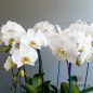 orchide-goldan-1