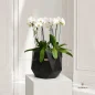 orchide-goldan-new