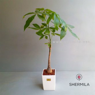 خرید گلدان پاچیرا