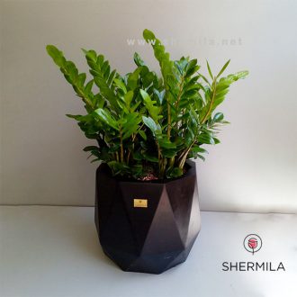 گلدان زاموفیلیا بزرگ