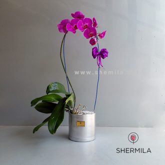 باکس گل ارکیده ژابیز