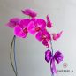 zhabiz-orchide-1