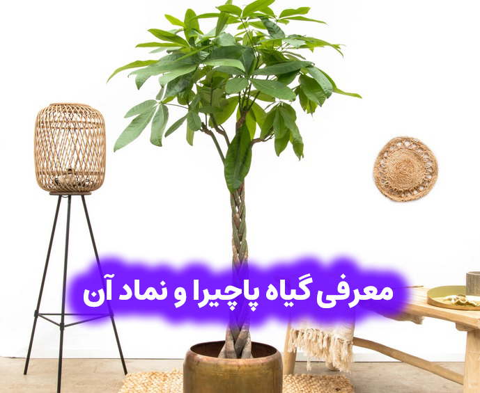 کدام گیاه نماد ثروت است؟