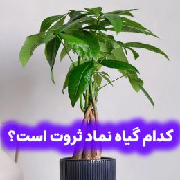 کدام گیاه نماد ثروت است؟ 1