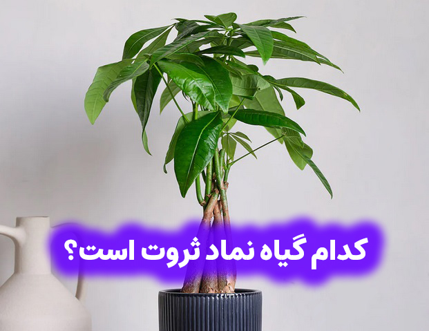 کدام گیاه نماد ثروت است؟ 1
