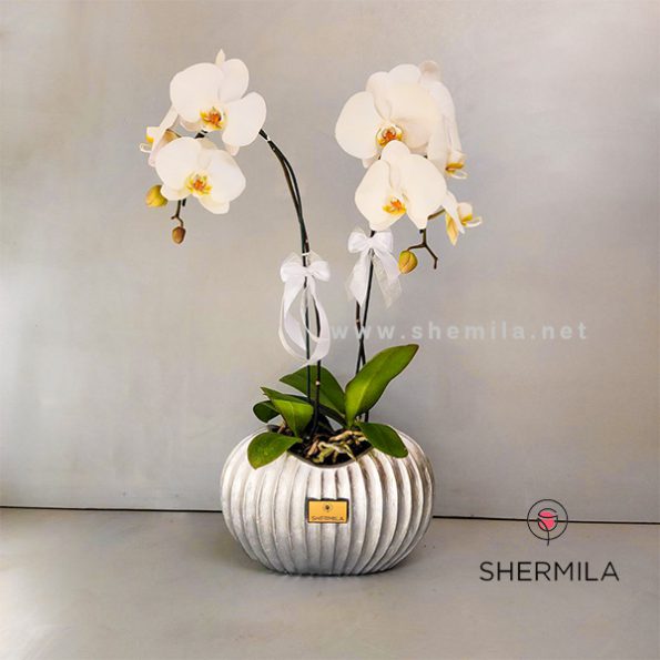 soofia-orchideh-box-1