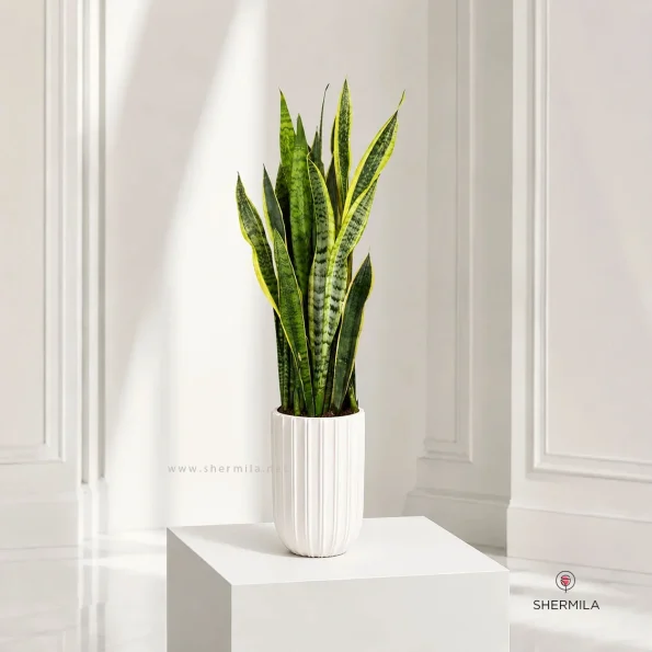 Sansevieria-new