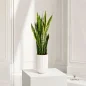 Sansevieria-new