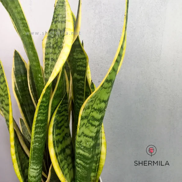 sansveria-ceravati-2