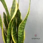 sansveria-keravati