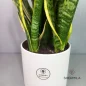 sansveria-keravati