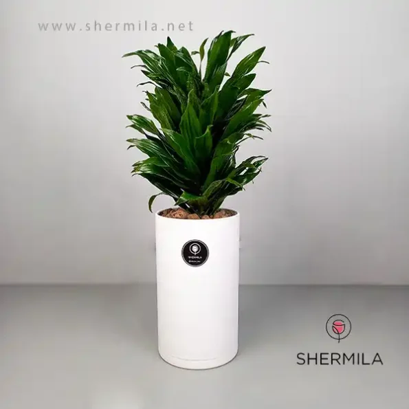 Dracaena-Compacta-1