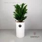 Dracaena-Compacta-1