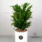 Dracaena-Compacta-1