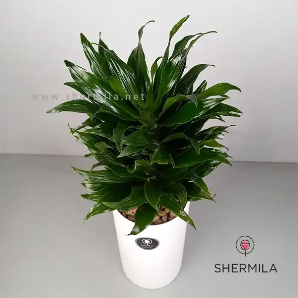 Dracaena-Compacta-3