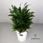 Dracaena-Compacta-1